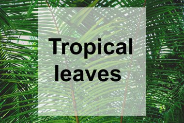 Metin tropikal yaprak  