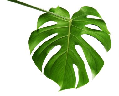 Monstera yaprak beyaz