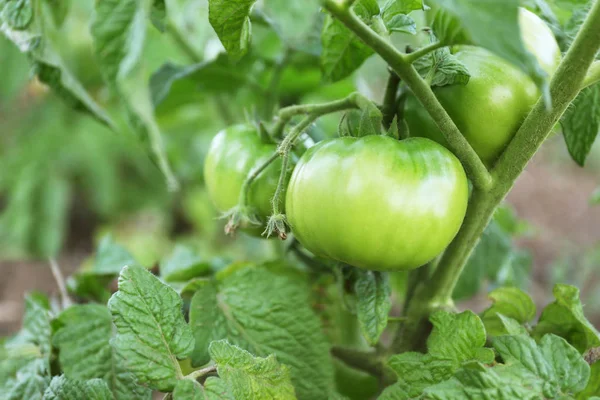 Green tomatoes growing on bush — Stock Photo, Image