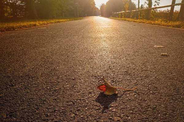 Осенний лист на асфальтовой дороге — стоковое фото