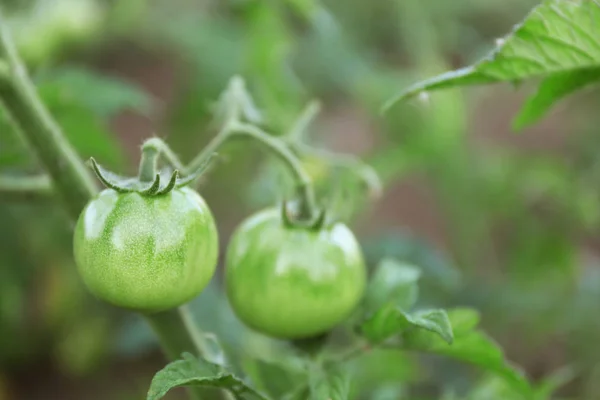 Green tomatoes growing on bush — Stock Photo, Image