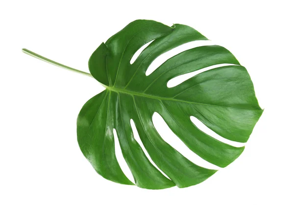 Monstera leaf on white — Stock Photo, Image