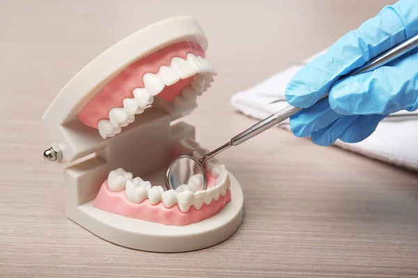 Ο οδοντίατρος εξετάζει τα δόντια μοντέλο — Φωτογραφία Αρχείου