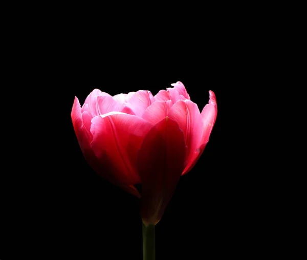 Linda flor de tulipa — Fotografia de Stock