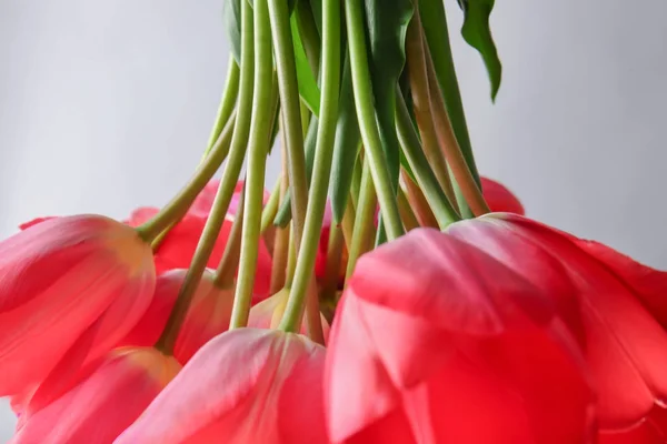 Bouquet of fresh tulips — Stock Photo, Image