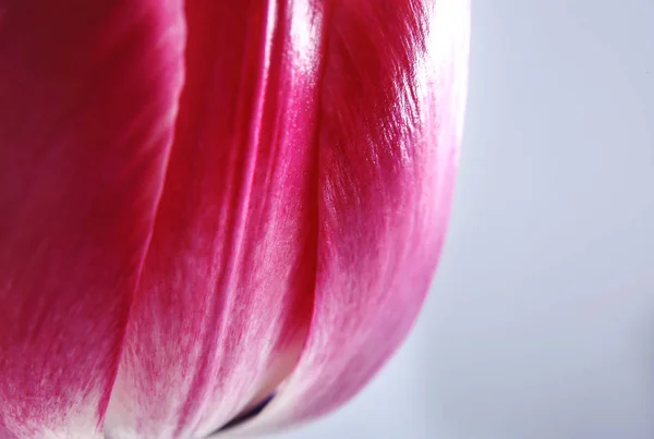 Linda flor de tulipa — Fotografia de Stock