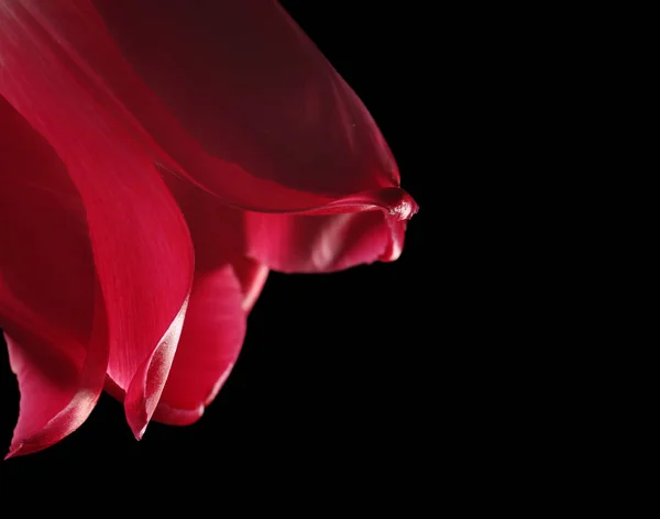 Indah bunga tulip — Stok Foto