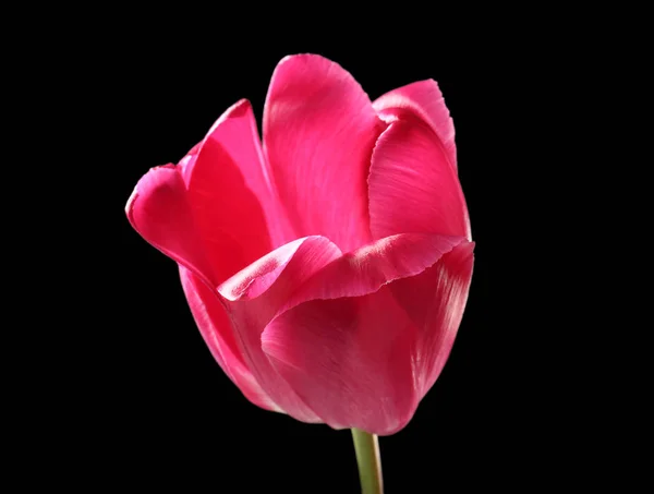 Piękny tulipan kwiat — Zdjęcie stockowe