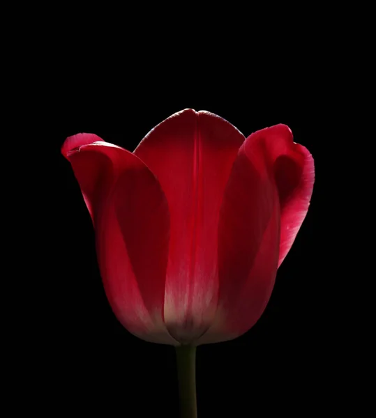 Красиві тюльпани квітка — стокове фото