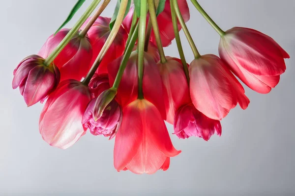 美丽的郁金香花 — 图库照片