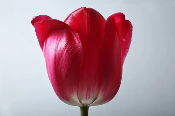 Hermosa flor de tulipán —  Fotos de Stock