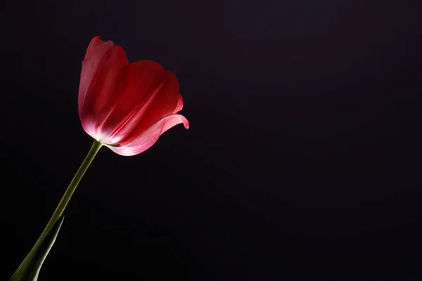 Beautiful tulip flower — Stock Photo, Image