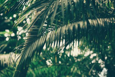 yeşil tropik yapraklar