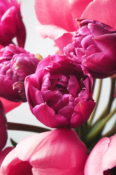 Beautiful tulip flowers — Stock Photo, Image