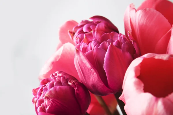 Schöne rosa Tulpen — Stockfoto