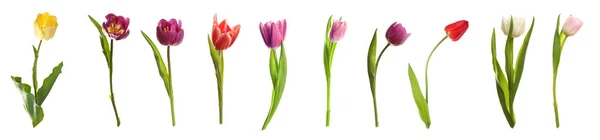Diferentes tipos de tulipanes —  Fotos de Stock