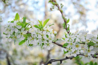 Çiçek açan meyve ağacı.
