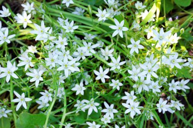 Güzel bahar çiçekleri