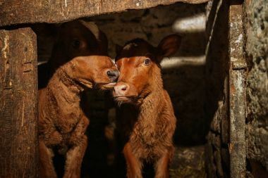 İki buzağı cowshed