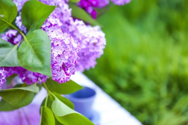 Eflatun çiçekler çok güzel