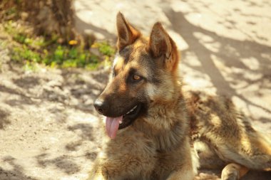 Şirin çoban köpeği