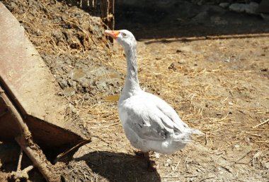 Beyaz kaz kümes hayvanları bahçesinde 
