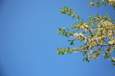 meyve ağacı çiçeği 