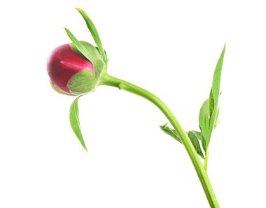 Güzel Şakayık çiçeği bud 