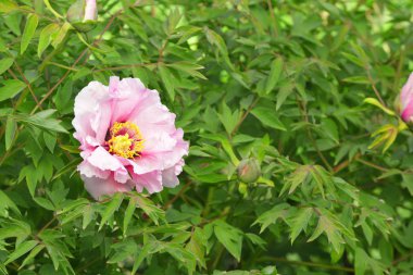 Güzel Şakayık bush 