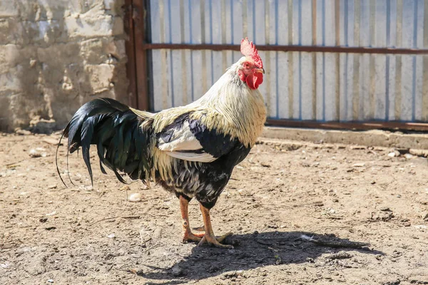 Coq domestique dans la cour de volaille — Photo