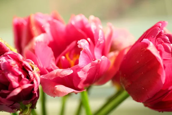 Lindas flores de tulipa — Fotografia de Stock