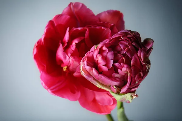 Beautiful tulip flowers — Stock Photo, Image