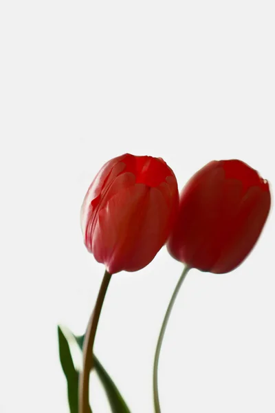 Krásný Tulipán květy — Stock fotografie