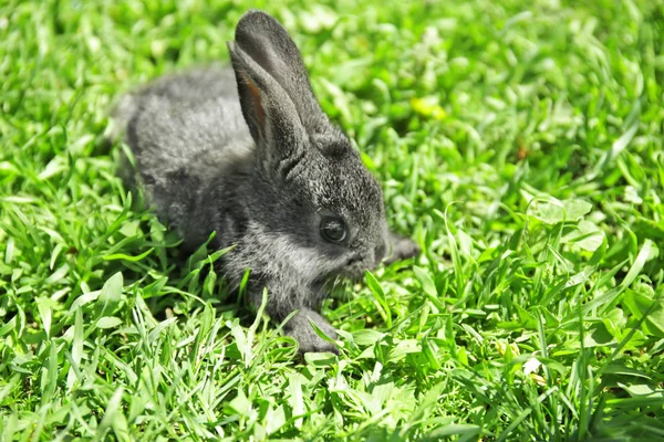 Roztomilý malý králík — Stock fotografie