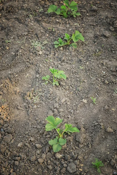 Erdbeerpflanzen im Garten — Stockfoto