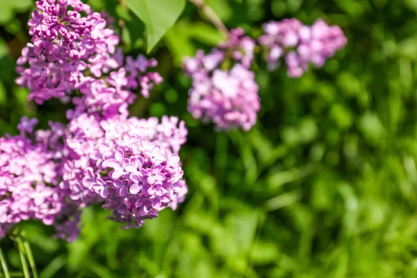 Mooie lila bloemen — Stockfoto