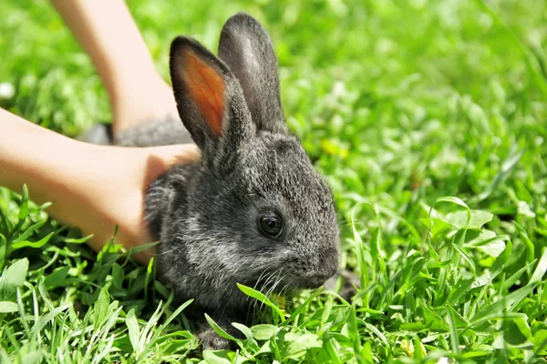Uroczy mały królik — Zdjęcie stockowe