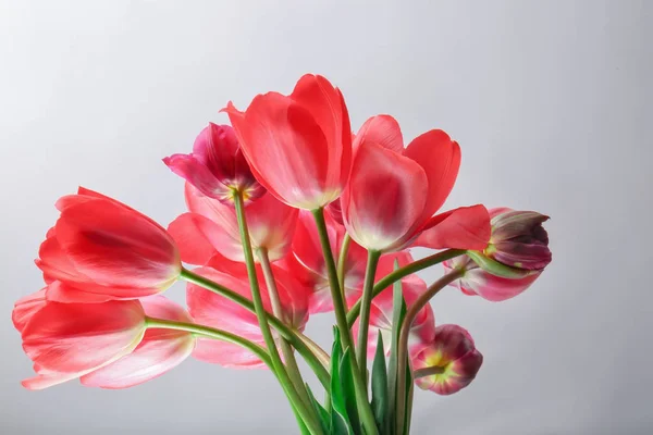 Güzel Lale çiçek — Stok fotoğraf