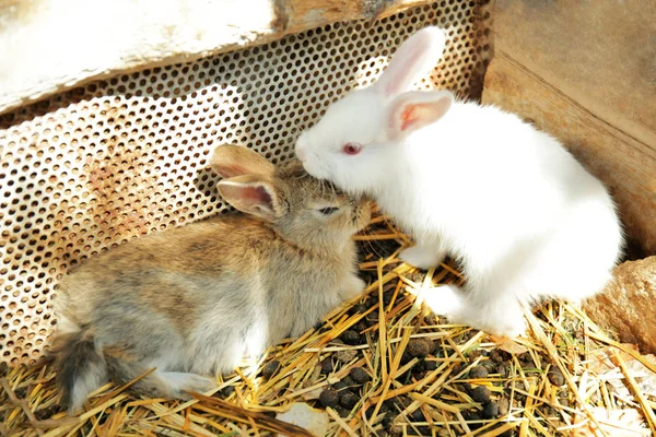 Pequenos coelhos giros — Fotografia de Stock