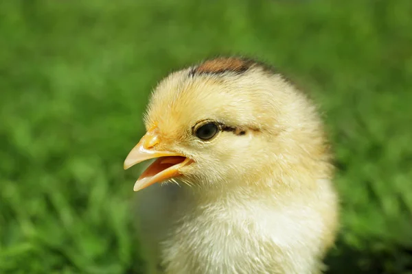 Niedliches kleines Küken — Stockfoto