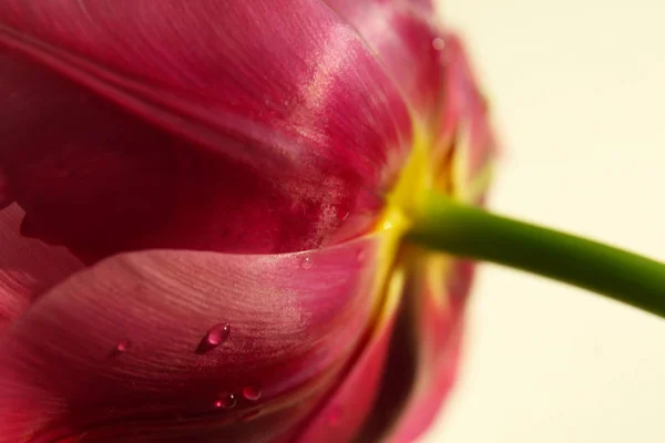 Hermosa flor de tulipán — Foto de Stock