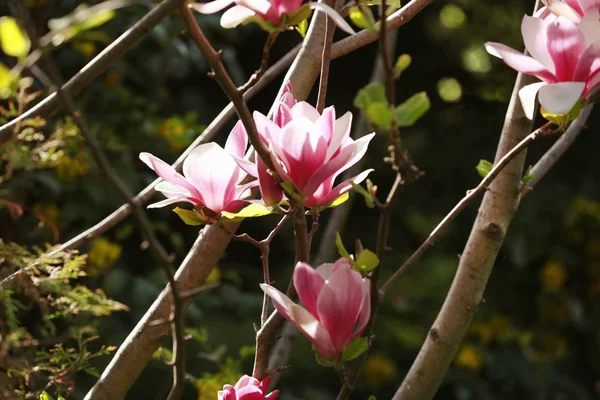 Bellissimi fiori di magnolia — Foto Stock