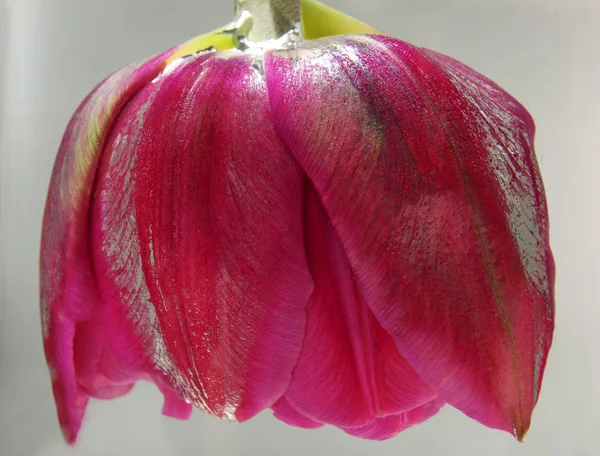 Όμορφη Ανθος τουλίπας — Φωτογραφία Αρχείου