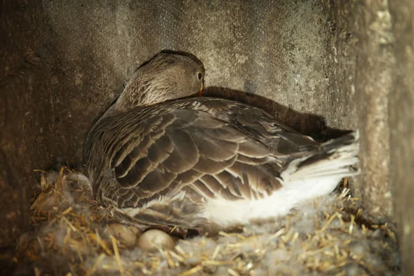 Goose hatching eggs — Stock Photo, Image