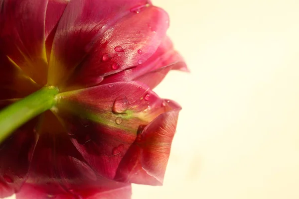 Bellissimo fiore di tulipano — Foto Stock