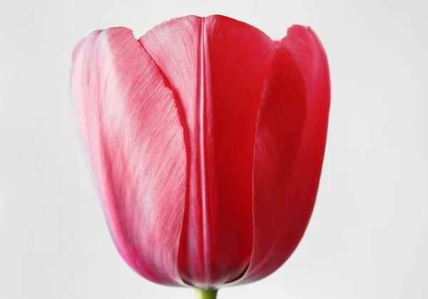 Beautiful tulip flower — Stock Photo, Image