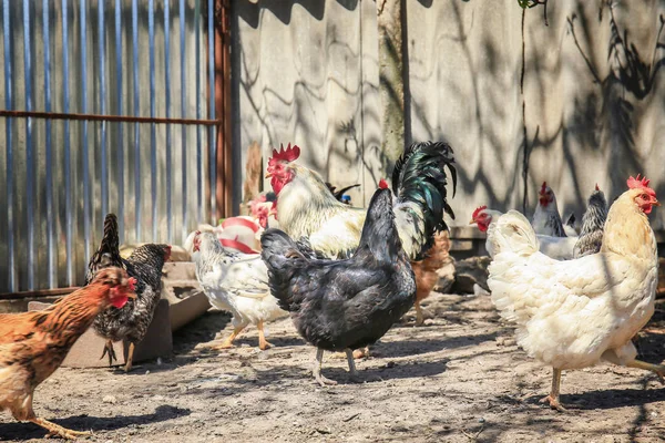 Csirke és baromfi udvarban kakas — Stock Fotó