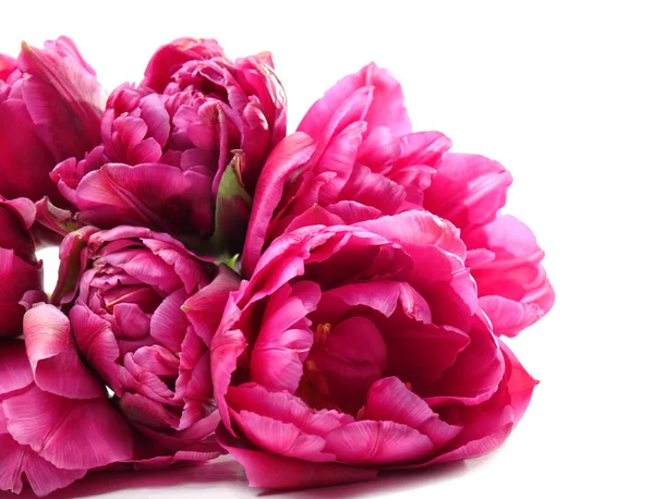 Hermosas flores de tulipán — Foto de Stock