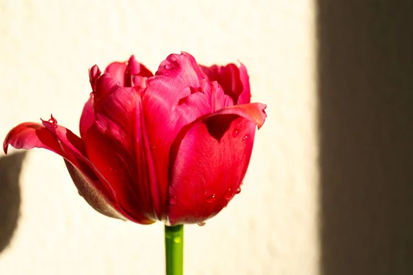 Hermosa flor de tulipán —  Fotos de Stock