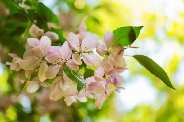 Rama con flores en flor — Foto de Stock